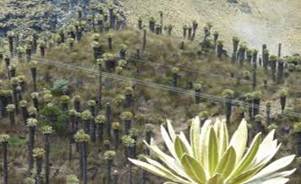 paramo en Colombia frailejones.jpeg