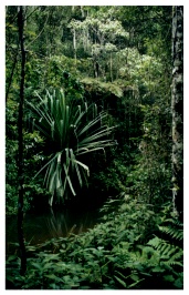 Foreste1.JPG (34473 byte)