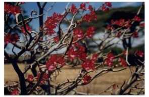kenya1.JPG (35469 byte)