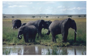 kenya8.JPG (24587 byte)
