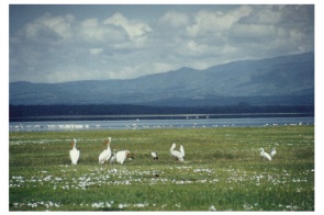 kenya9.JPG (25199 byte)