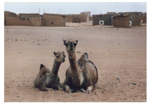 saharawi3.JPG (26071 byte)