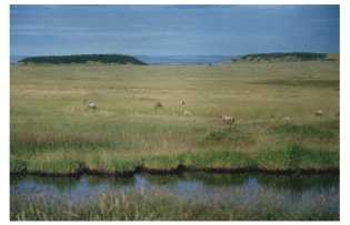 serengeti.jpg (6875 byte)